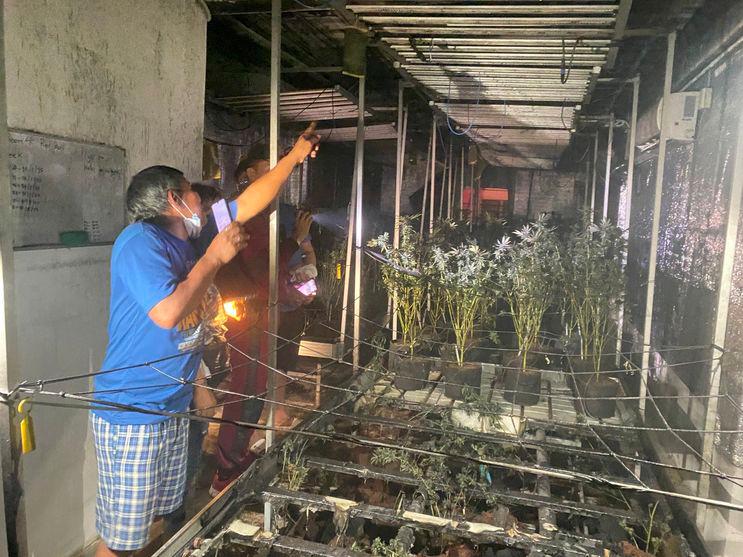 Kebakaran Kebun Ganja di Thailand : Warga Terpapar Asap Ganja dan Mengalami Efek Tak Terduga.